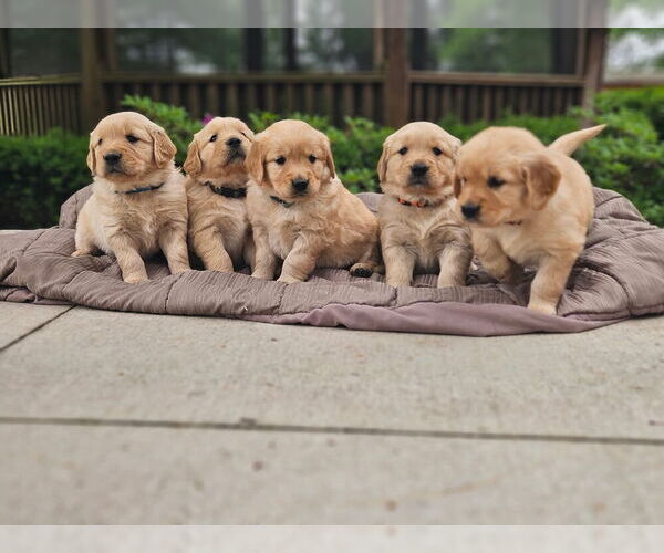 Medium Photo #3 Golden Retriever Puppy For Sale in PRINCEVILLE, IL, USA