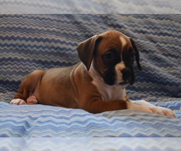 Medium Photo #4 Boxer Puppy For Sale in SENECA, KS, USA