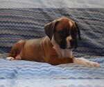 Small Photo #4 Boxer Puppy For Sale in SENECA, KS, USA