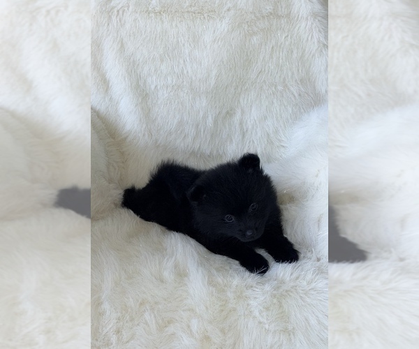 Medium Photo #3 Pomeranian Puppy For Sale in JOLIET, IL, USA