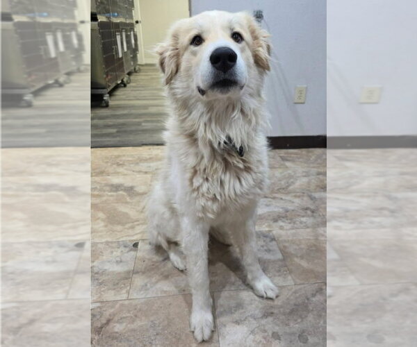 Medium Photo #2 Great Pyrenees-Unknown Mix Puppy For Sale in Lakewood, CO, USA