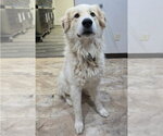 Small #1 Great Pyrenees Mix