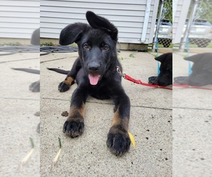 German Shepherd Dog Puppy for sale in CANTON, MI, USA