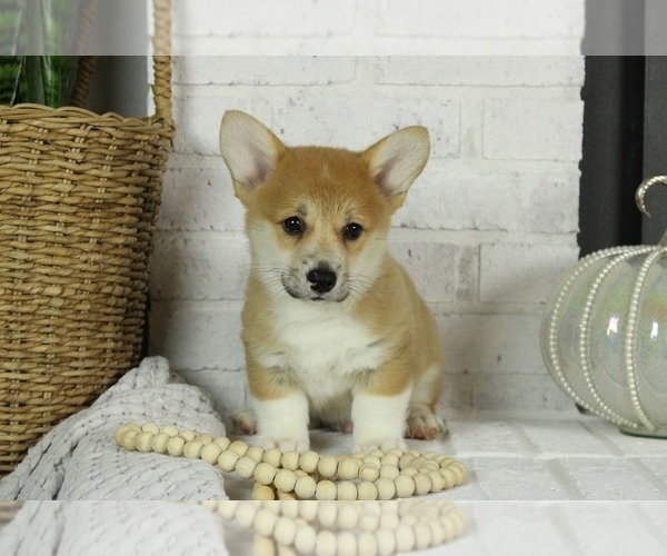 Medium Photo #2 Pembroke Welsh Corgi Puppy For Sale in BOSWELL, IN, USA