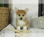 Small Photo #2 Pembroke Welsh Corgi Puppy For Sale in BOSWELL, IN, USA
