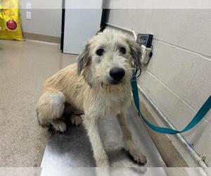 Siberian Husky-Unknown Mix Dogs for adoption in Grand Prairie, TX, USA