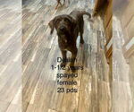 Small Poodle (Miniature) Mix