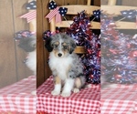 Small Photo #32 Bernedoodle (Miniature) Puppy For Sale in BLACK FOREST, CO, USA