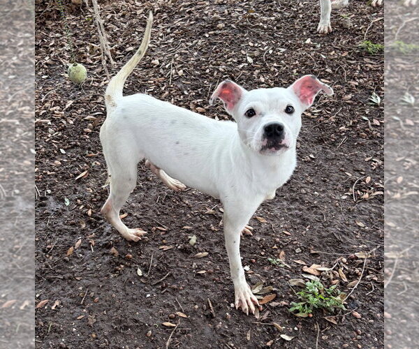 Medium Photo #3 Jack Russell Terrier-Unknown Mix Puppy For Sale in Rockaway, NJ, USA