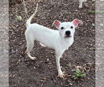 Small #2 Jack Russell Terrier Mix