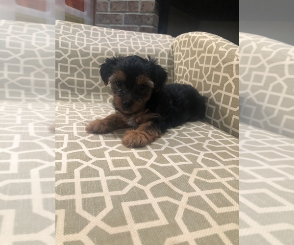Medium Photo #6 Yorkshire Terrier Puppy For Sale in MURRAYVILLE, GA, USA