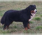 Small Photo #1 Bernese Mountain Dog Puppy For Sale in Hatvan, Heves, Hungary