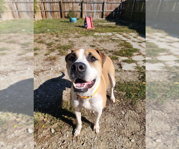 Medium Photo #6 American Pit Bull Terrier-Unknown Mix Puppy For Sale in Evansville, IN, USA