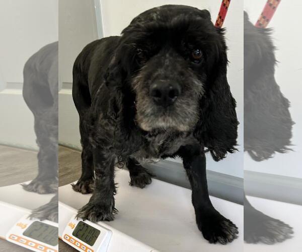 Medium Photo #4 Cocker Spaniel Puppy For Sale in Westminster, MD, USA