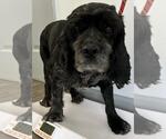 Small #3 Cocker Spaniel