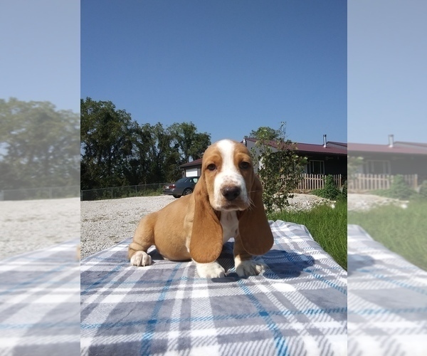 Medium Photo #32 Basset Hound Puppy For Sale in PETERSBURG, IN, USA