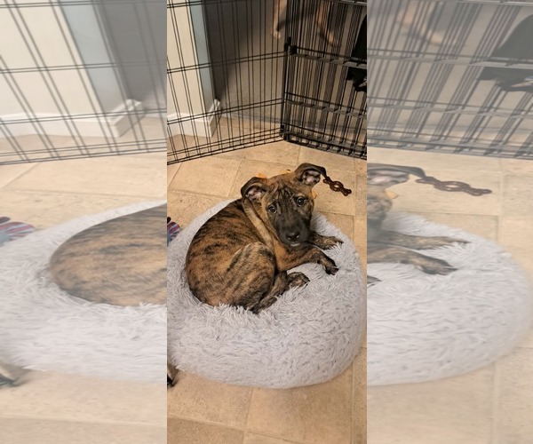 Medium Photo #3 Mutt Puppy For Sale in pomfret, CT, USA