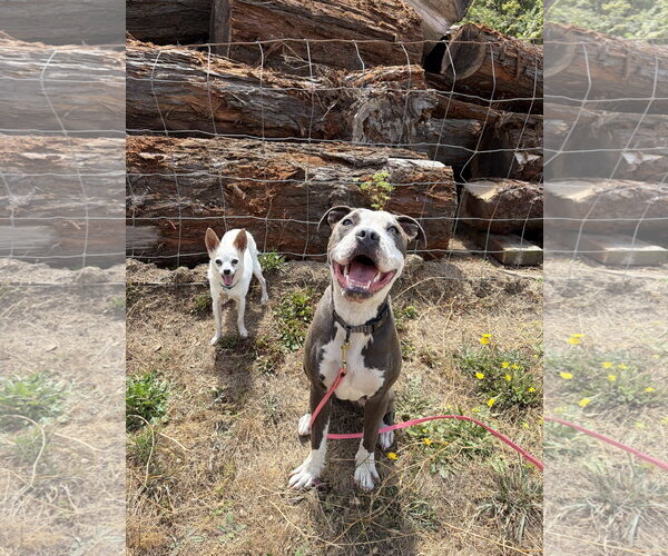 Medium Photo #2 American Pit Bull Terrier-Unknown Mix Puppy For Sale in San Francisco, CA, USA