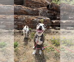 Small #1 American Pit Bull Terrier Mix