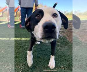 Border Collie-Unknown Mix Dogs for adoption in Germantown, OH, USA