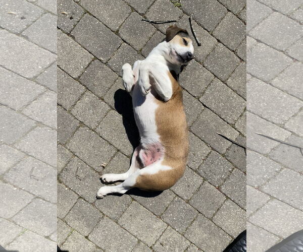 Medium Photo #5 Beagle-Unknown Mix Puppy For Sale in Derwood, MD, USA