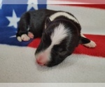 Small Photo #98 Border Collie Puppy For Sale in NORBORNE, MO, USA