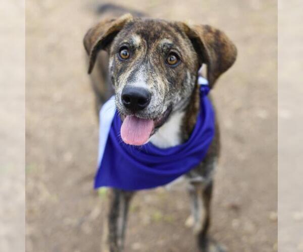 Medium Photo #1 American Staffordshire Terrier-Unknown Mix Puppy For Sale in San Antonio, TX, USA