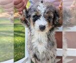 Small #2 Miniature Bernedoodle