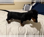 Puppy Black and Tan B Dachshund
