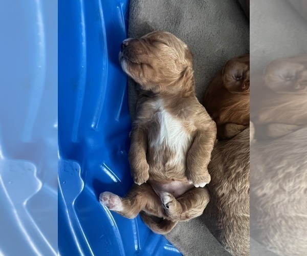 Medium Photo #9 Goldendoodle Puppy For Sale in LAKEWOOD RANCH, FL, USA