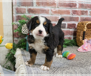 Bernese Mountain Dog Puppy for sale in SYRACUSE, IN, USA