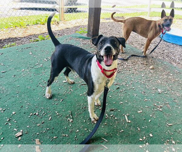 Medium Photo #3 Mutt Puppy For Sale in Clarkesville, GA, USA