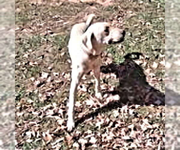 Medium Photo #3 Golden Shepherd Puppy For Sale in Rutherfordton, NC, USA