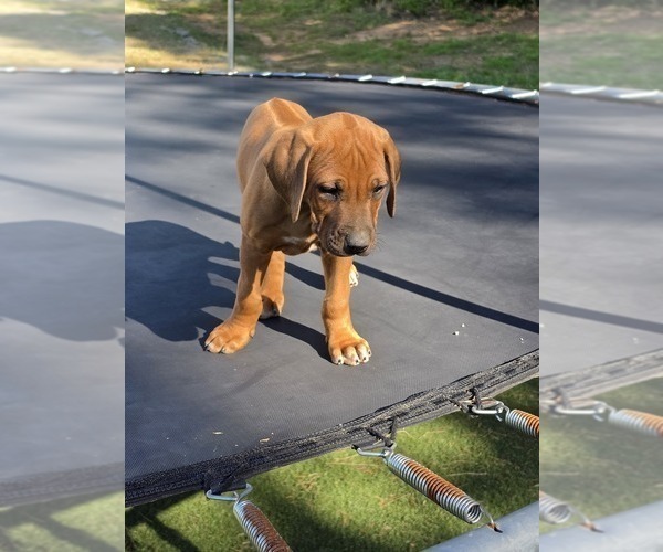 Medium Photo #8 Rhodesian Ridgeback Puppy For Sale in BUMPASS, VA, USA
