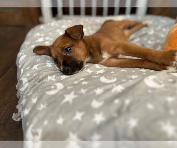 Medium Photo #2 Mutt Puppy For Sale in Plainfield, IL, USA