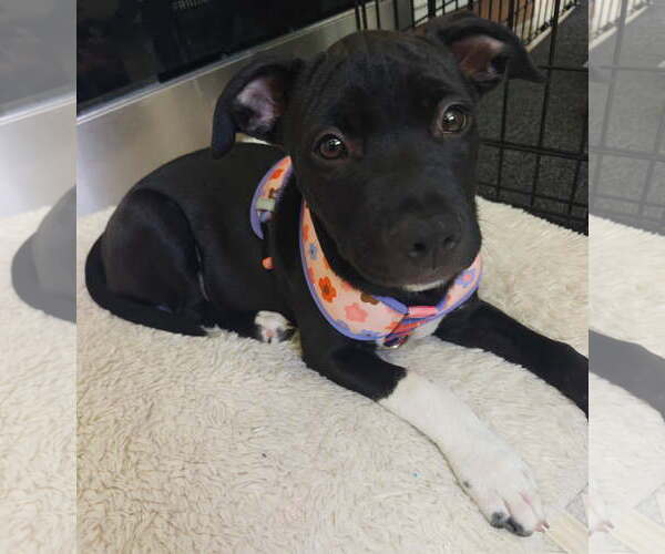 Medium Photo #2 Australian Shepherd-Staffordshire Bull Terrier Mix Puppy For Sale in Davis, CA, USA