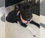 Small #1 Australian Shepherd-Staffordshire Bull Terrier Mix