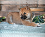 Small #2 Shiba Inu