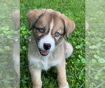 Small #2 Huskies -Jack Russell Terrier Mix