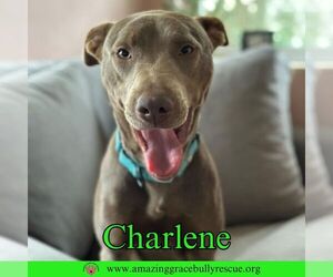 Charlene (Char) - Female Labrador Retriever-Unknown Mix Dog for Adoption - Photo #16