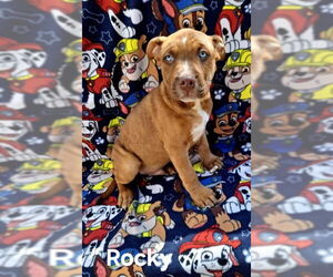 American Pit Bull Terrier Dogs for adoption in Lake City, MI, USA
