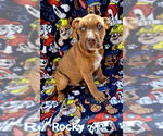 Small American Pit Bull Terrier