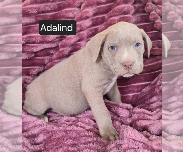 Medium Photo #5 Cane Corso Puppy For Sale in MINERAL WELLS, WV, USA