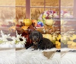 Small #5 Dachshund