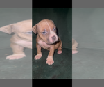 Small Photo #7 American Bully Puppy For Sale in RICHMOND, VA, USA
