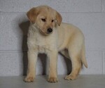 Small Photo #3 Shepradors Puppy For Sale in FREDERICKSBG, OH, USA
