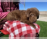Small Photo #5 Labrador Retriever Puppy For Sale in STOCKTON, CA, USA
