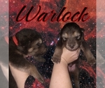 Small #8 Wolf Hybrid