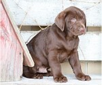 Small Photo #6 Labrador Retriever Puppy For Sale in FREDERICKSBG, OH, USA