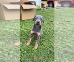 Small Photo #6 Doberman Pinscher Puppy For Sale in CAMPTON, KY, USA